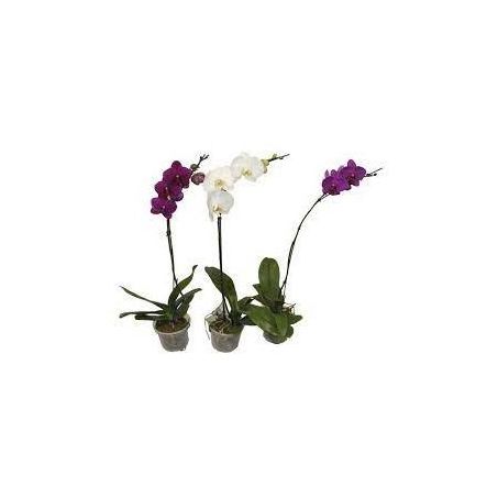 Flor Mini Orquidea Phalaenopsis Especial Pote 15 5folhas
