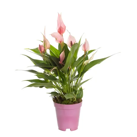Anthurium Lilli P09 