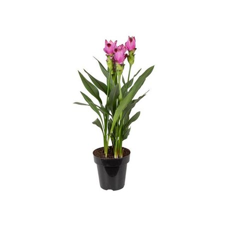 Curcuma Siam Splash P15 