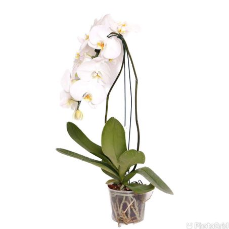 Flor orquídea phal cascata 1 haste