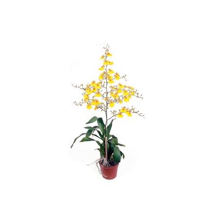Flor Orquidea Oncidium Aloha P15