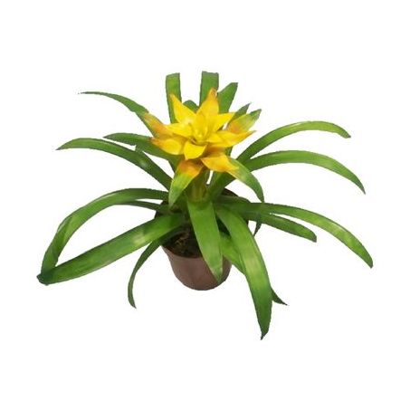 Planta Natural Guzmania Variada P14