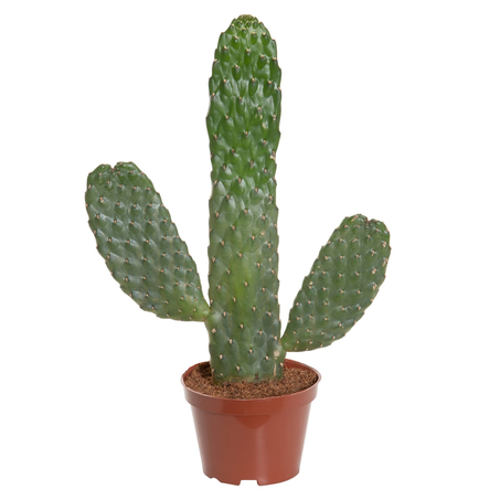 Cactus Rubescens Consolea P11