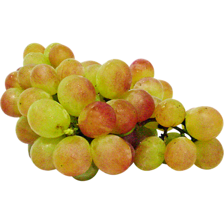 Uva rubi bandeja und