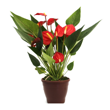 Anthurium Mini Million Flowers P09 Vermelho
