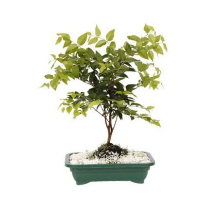 Bonsai Japonês