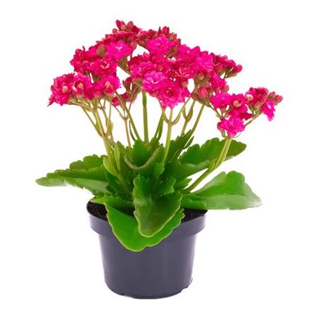 Flor kalanchoe P11