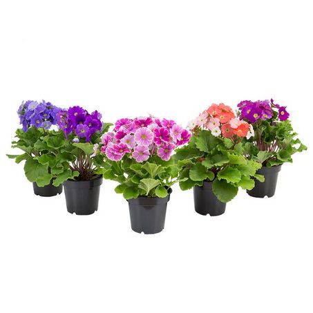 Primula P14 