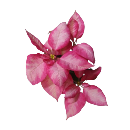 Flor sao joao misto 360-1