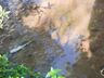 Vídeo: Após mortes de peixes, morador denúncia poluição em riacho de SMOeste