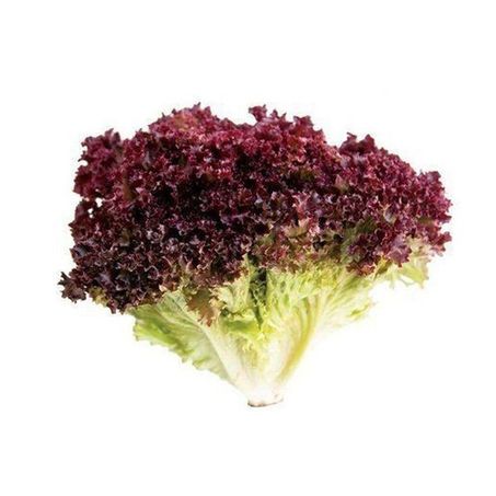 Mini alface hidro devile mimosa roxa un