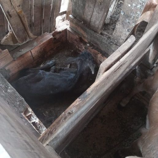 Caso raro: Vaca dá à luz a bezerras trigêmeas 