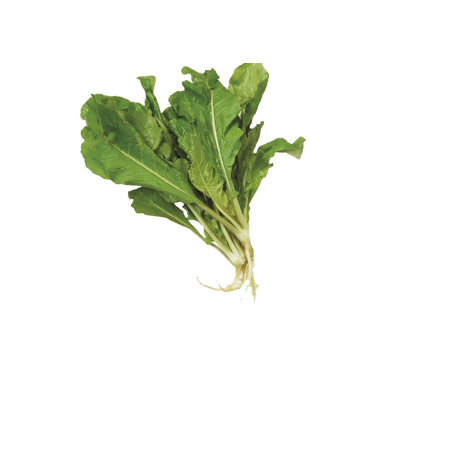 RADICHE HIDROPONICA