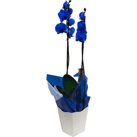Orquídea P12 - Phalaeopsis - Azul - Ref. 0001.00102