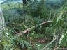 Ventos derrubam árvores e causam estragos no interior de Anchieta