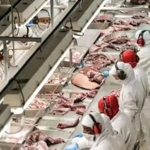 Com exportação para o Canadá, setor de carne suína de SC espera minimizar crise
