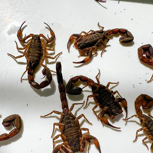Agricultor encontra 18 escorpiões em Paraíso e entrega ao Corpo de Bombeiros; assista 