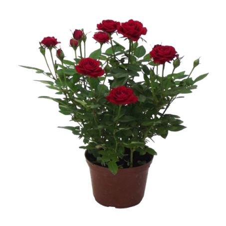 Flor natural mini rosa pt13