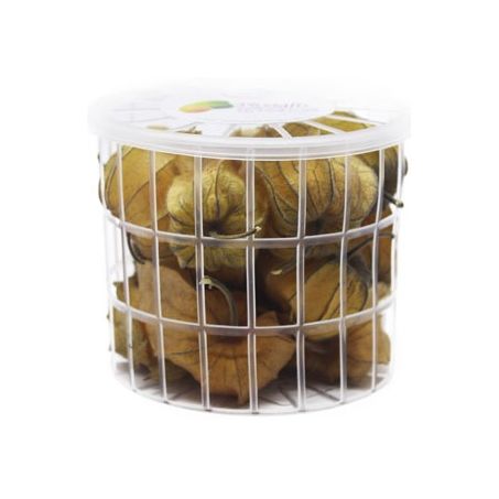 Physalis un