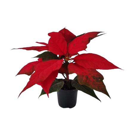 Poinsetia sitio ecoflores pote 06
