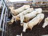 Último remate de gado do ano será no próximo sábado em SMOeste