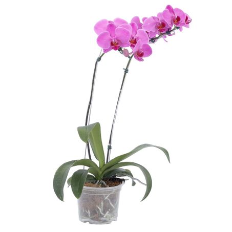 Planta Natural Phalaenopsis P12 Multiflora 2 Ht