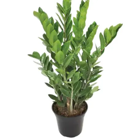 Planta Zamioculca Unidade