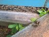 Apicultor registra morte de abelhas e suspeita de envenenamento