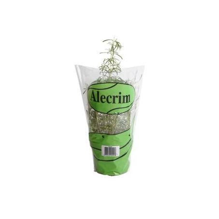 VASO ALECRIM UN