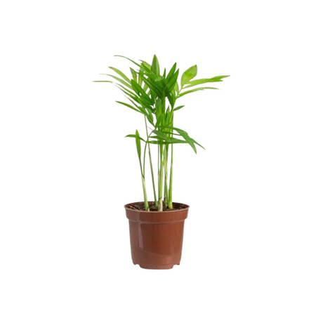 Palmeira Chamaedorea Elegans P06