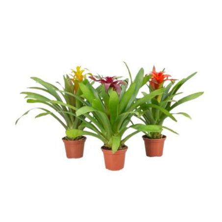 BROMELIA VARIADA P15 BIVAQUE